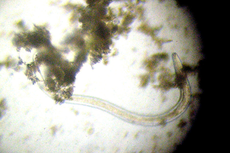 Nematodes indet ?